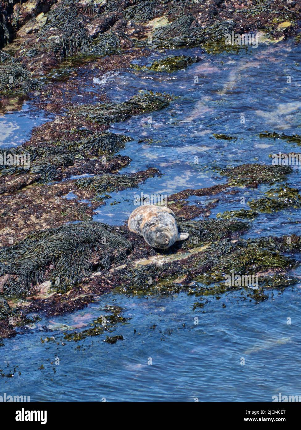 Un phoque garde des rochers couverts d'algues près de Porth Dinllaen, pris du Wales Coast Path. Banque D'Images