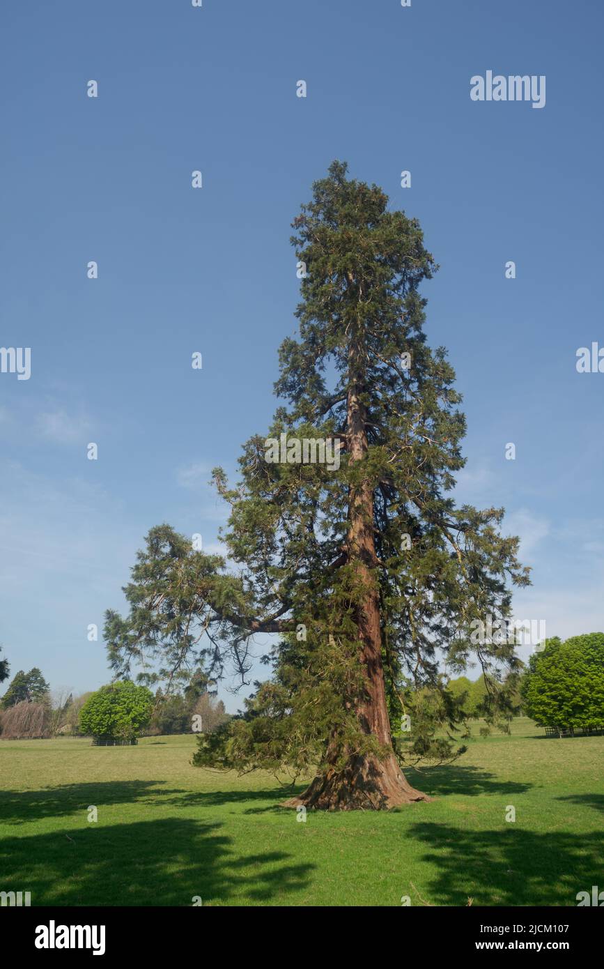 Le Wellingtonia Tree Living monument Duke of Wellington planté au Royaume-Uni environ 1900 par les riches victoriens pour orner de grands domaines britanniques Banque D'Images
