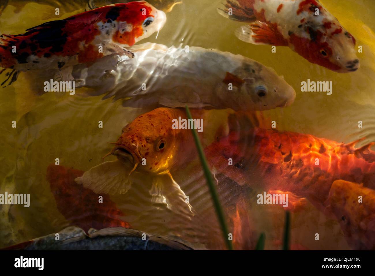 Koi Fisch Banque D'Images