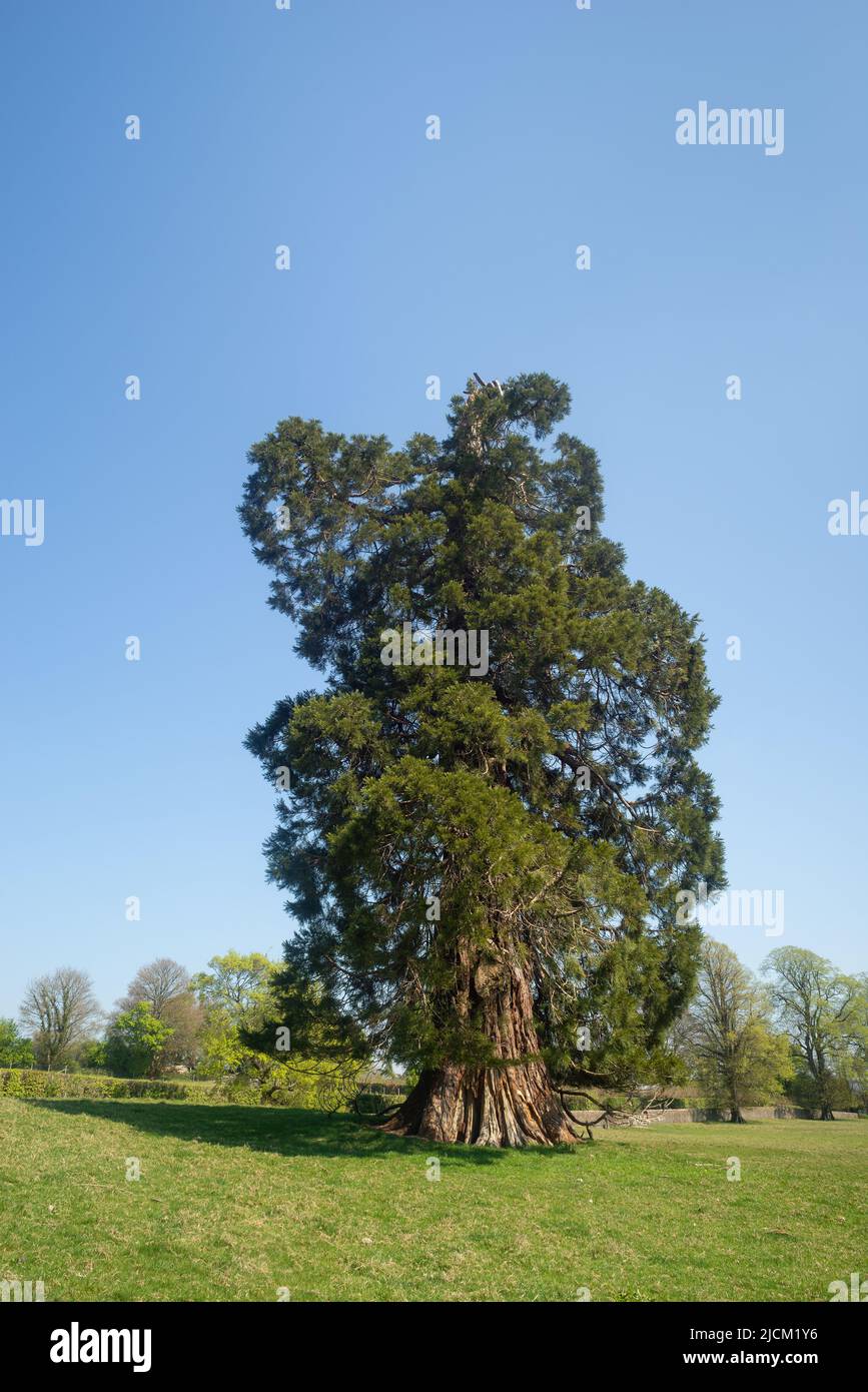 Les arbres Wellingtonia les plus hauts arbres se démarquent et sont sujets aux dommages causés par les tempêtes ou aux éclairs où le sommet a été brisé contre la cime de la pointe endommagée par les tempêtes Banque D'Images