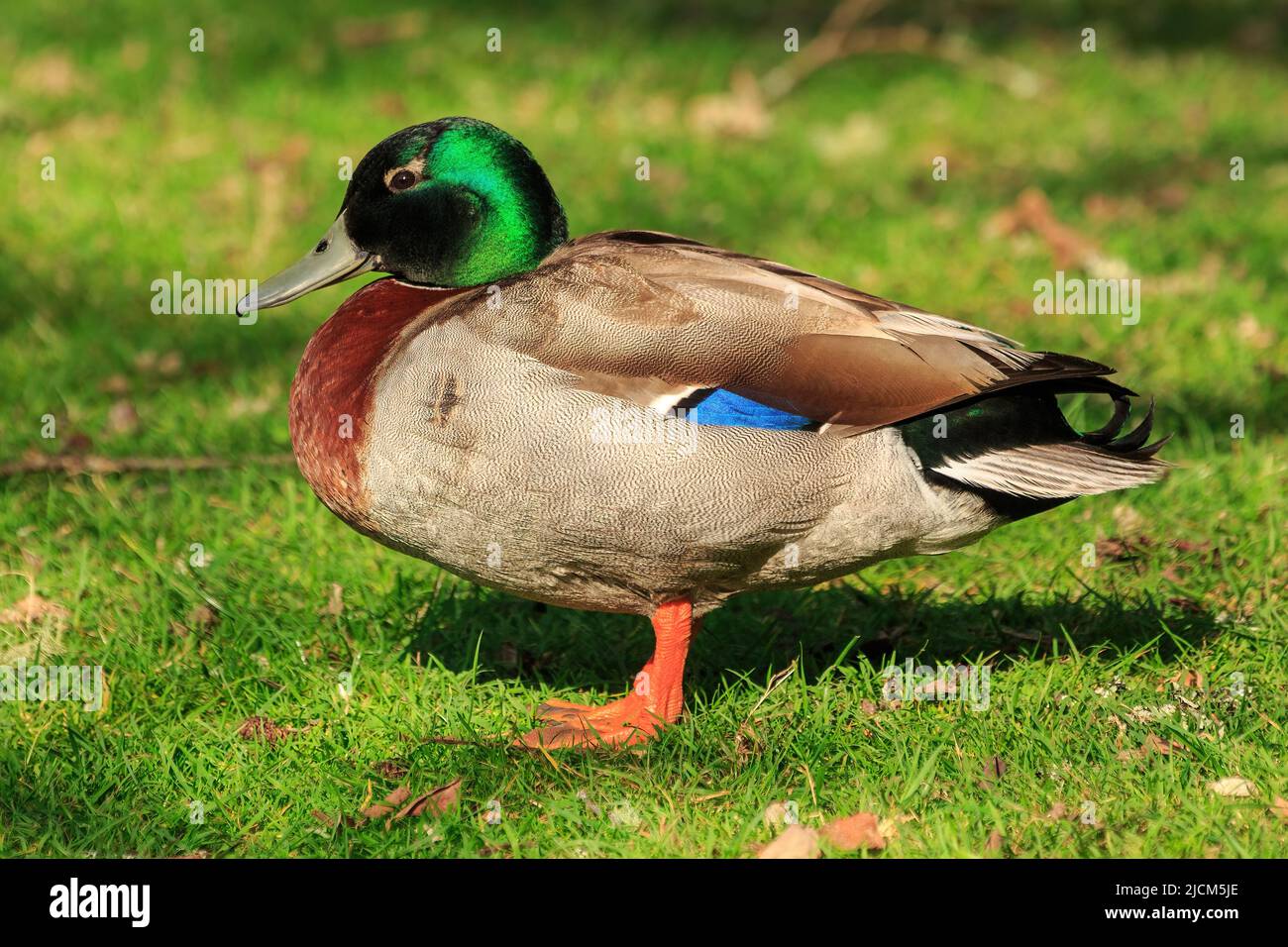 Un canard colvert mâle dans un plumage reproducteur, avec une tête verte brillante caractéristique Banque D'Images