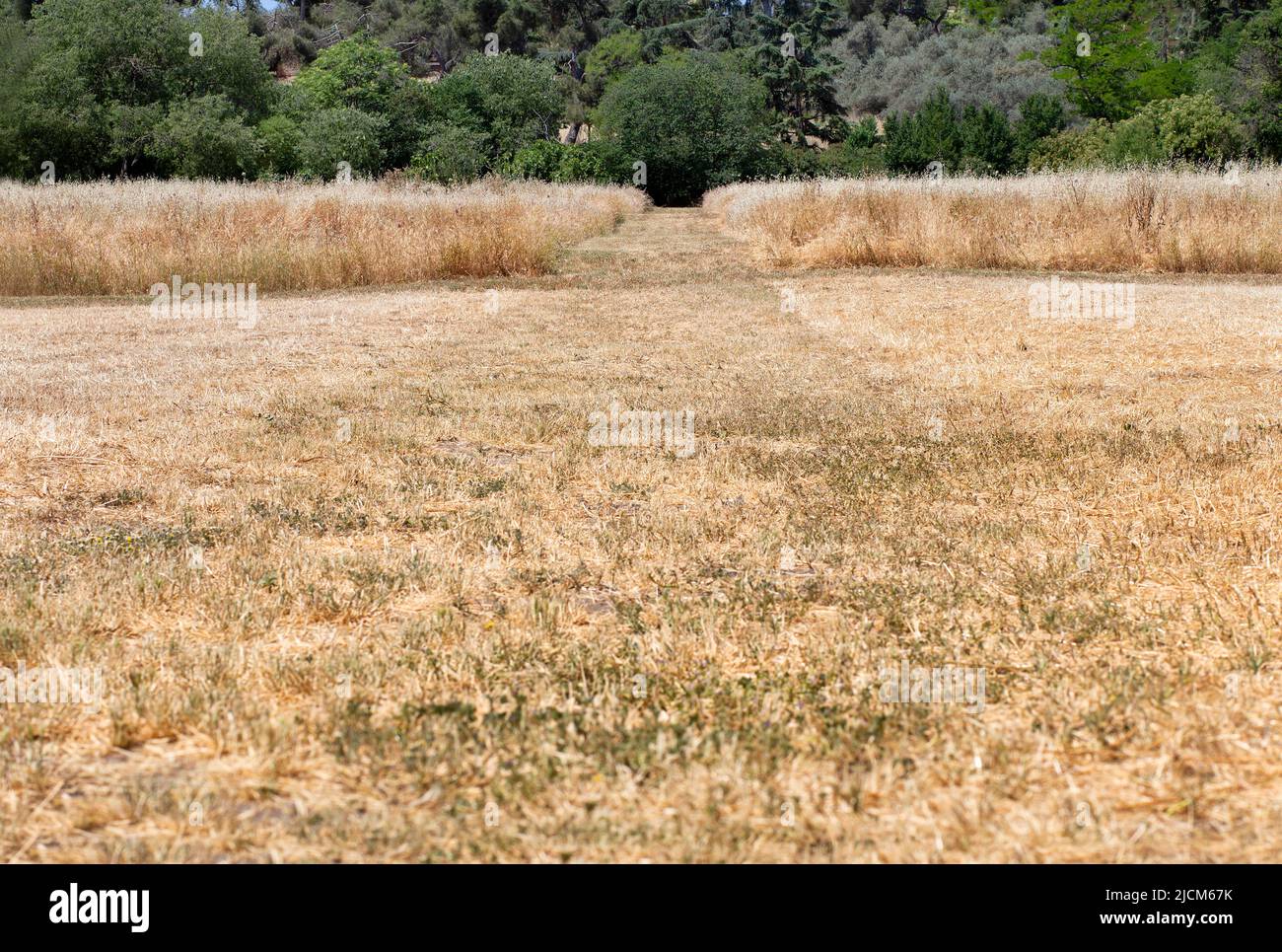 paysage de champ récolté avant l'été Banque D'Images