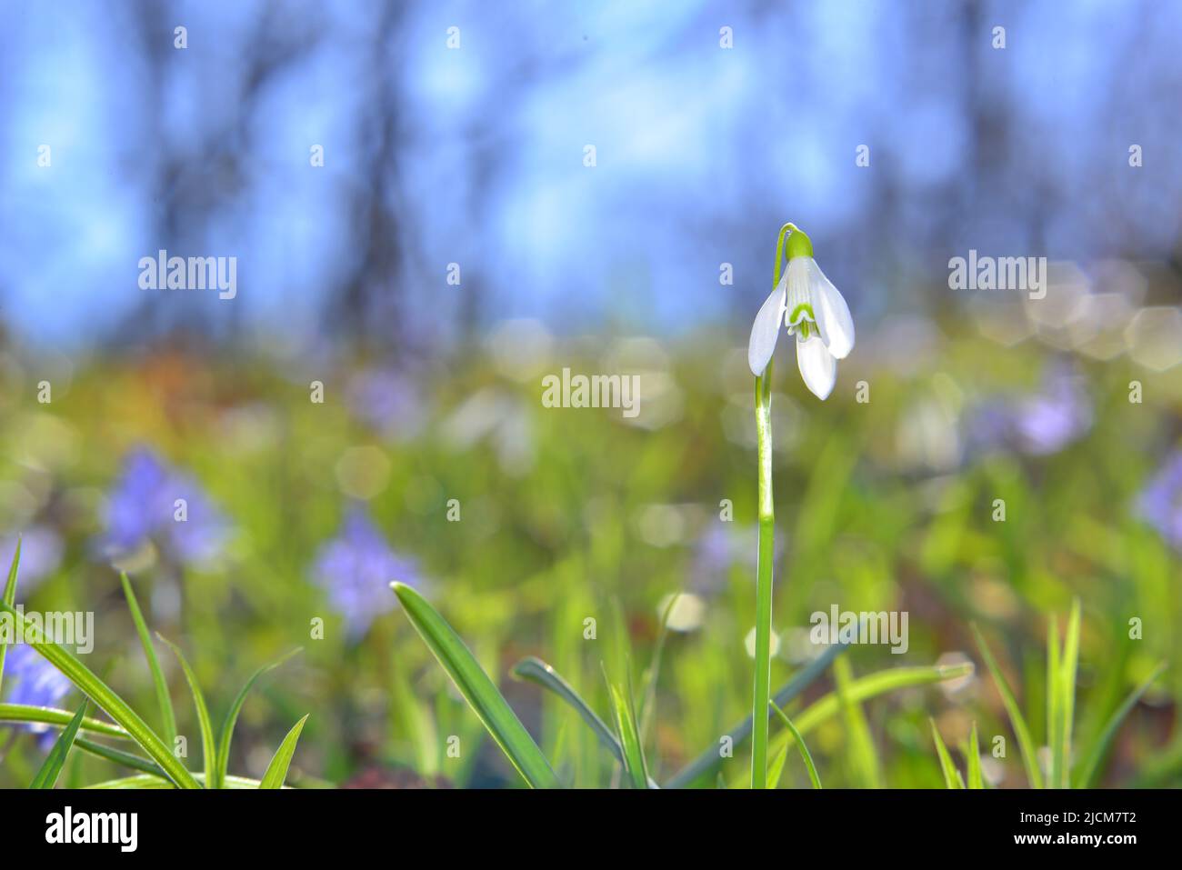 Galanthus nivales parmi les fleurs des bois Banque D'Images