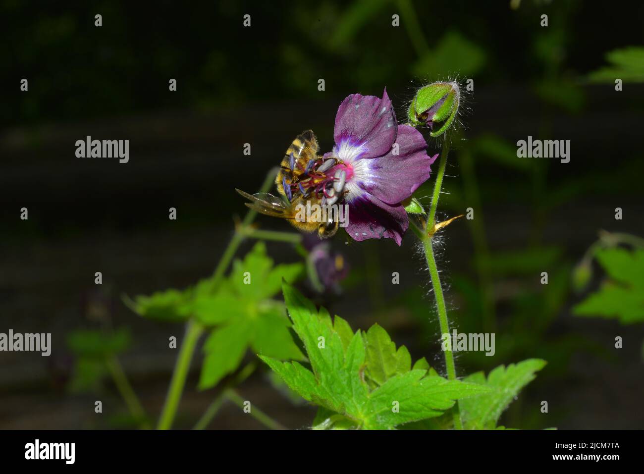 Géranium phaéum dans les ombres de la forêt Banque D'Images