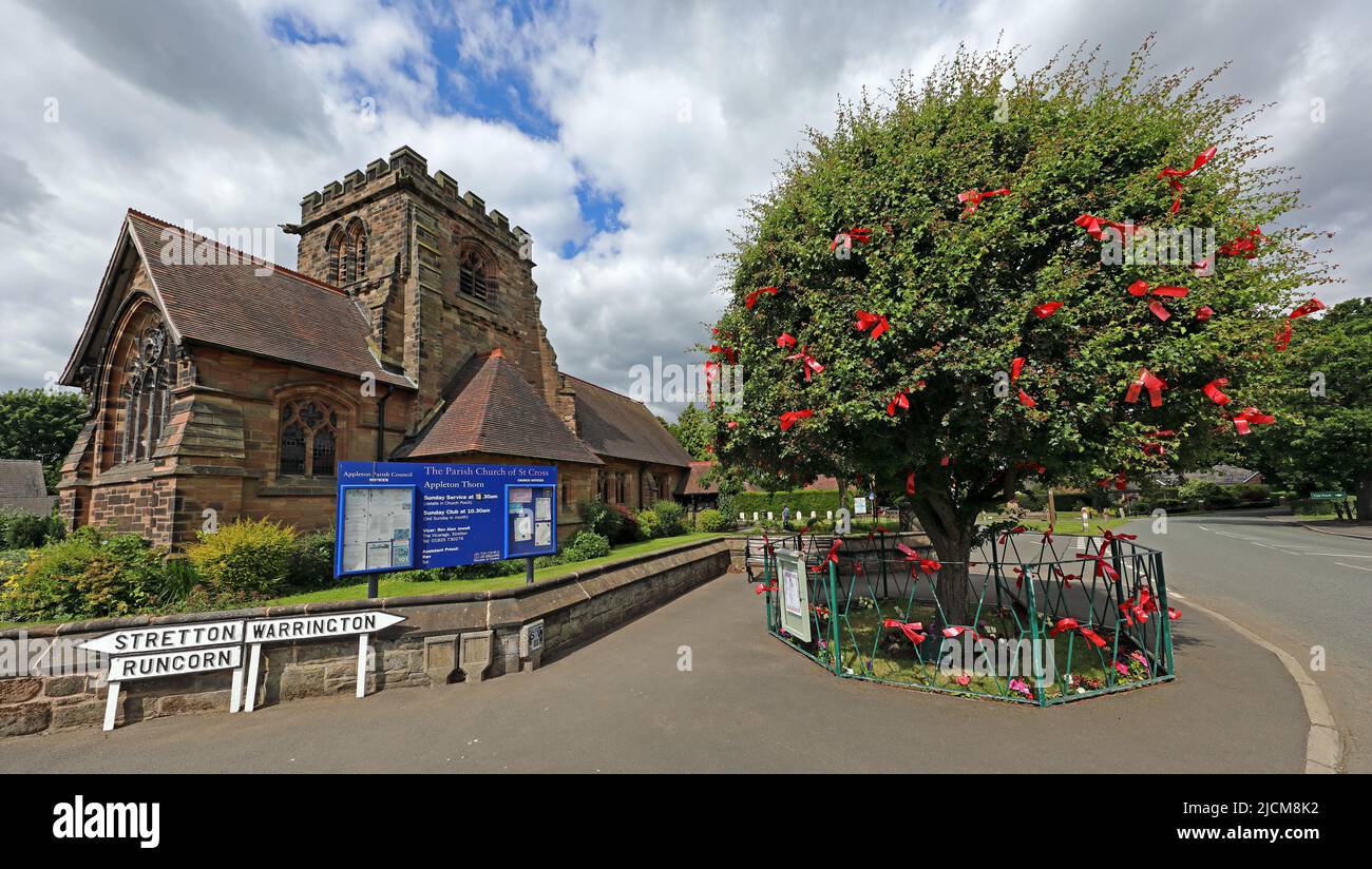 Église de Sainte-Croix, et arbre de Thorn habillé pour la cérémonie de Bawming of the Thorn, Appleton Thorn, Warrington, Cheshire, Angleterre, ROYAUME-UNI, WA4 4QU Banque D'Images