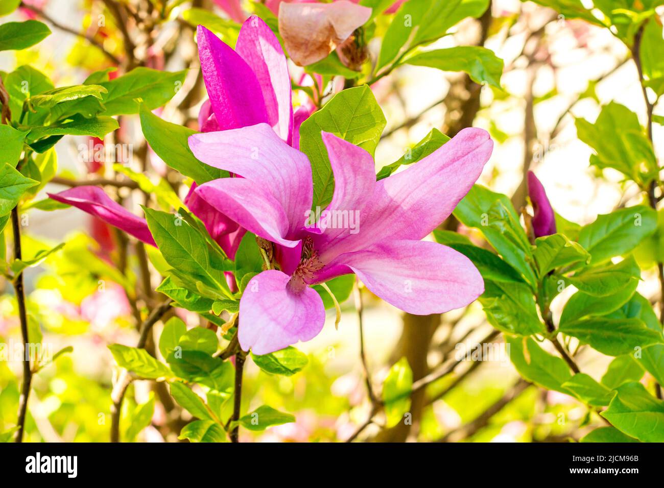 Rose vif Magnolia Susan liiflora fleurit avec des feuilles vertes dans le jardin au printemps. Banque D'Images