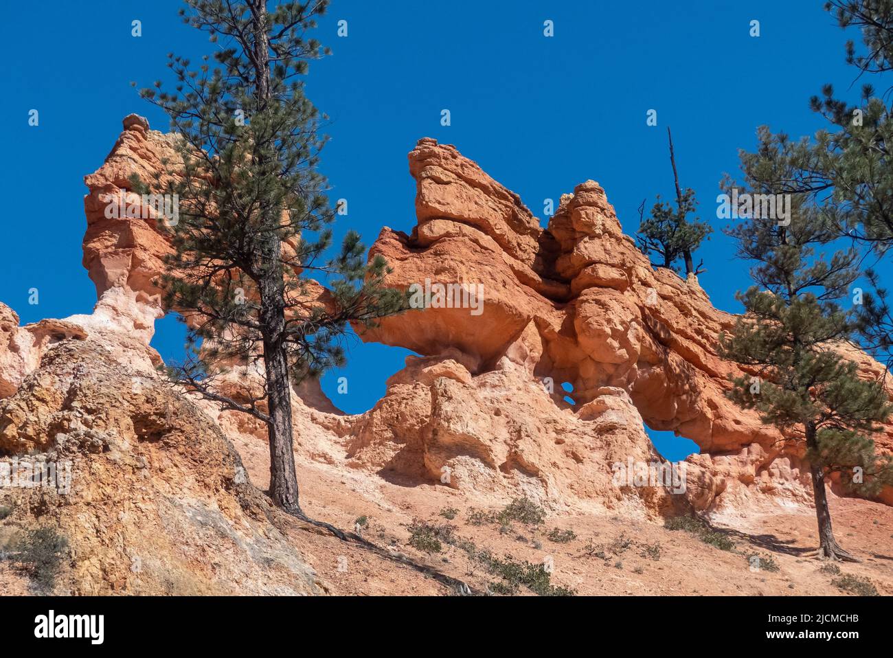 Mossy Cave Trail, Utah, États-Unis : des zoos près du sentier Banque D'Images