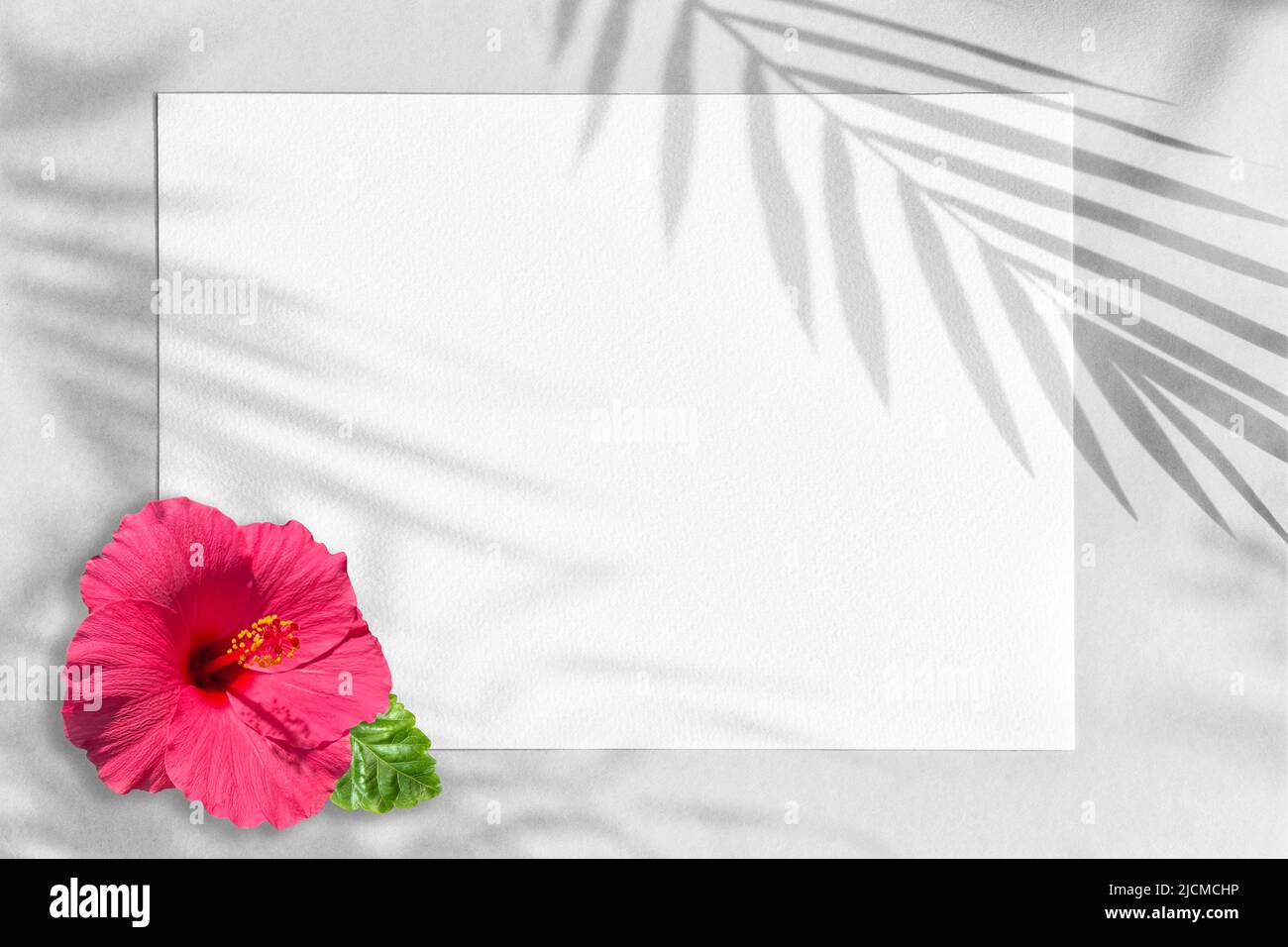 Modèle floral. Maquette de papier blanc avec ombre de feuilles de palmier Banque D'Images