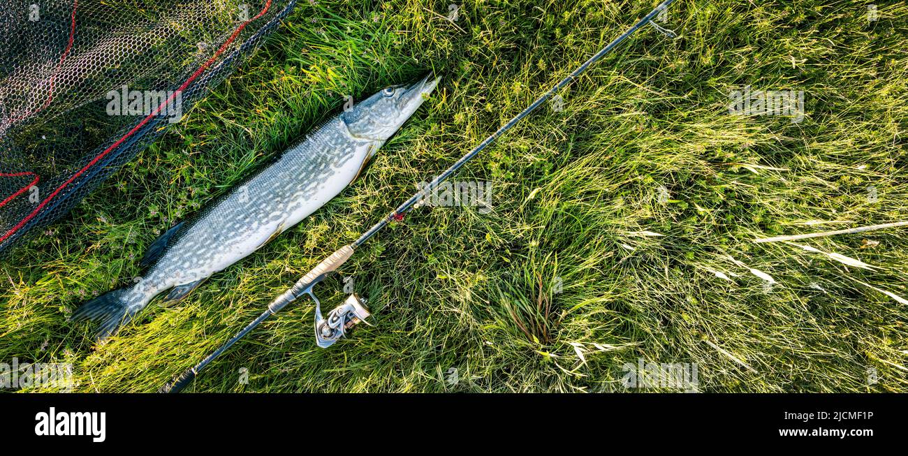 pike fish et matériel de pêche sur fond d'herbe verte. bannière Banque D'Images