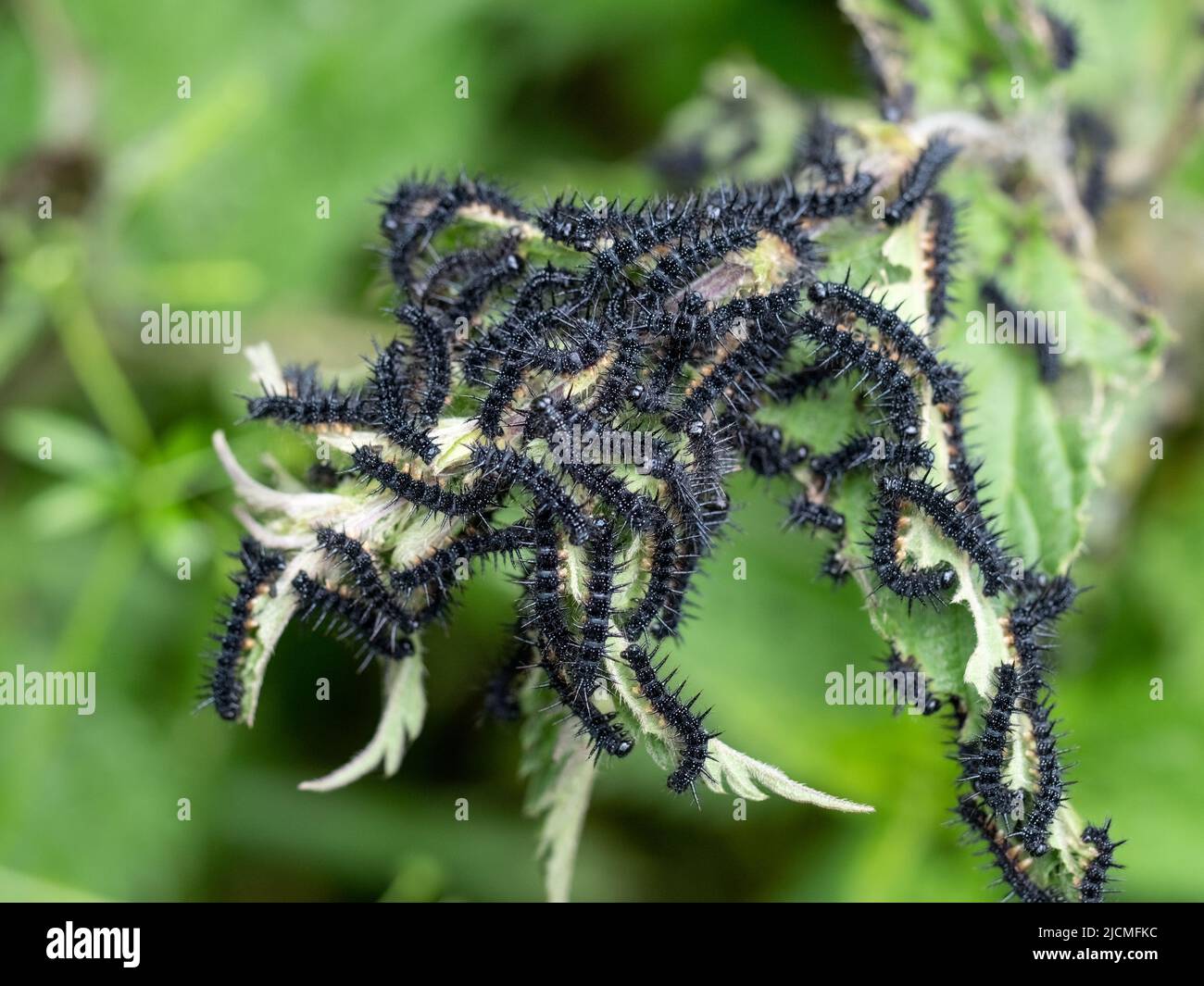 Chenilles noires du papillon de paon Aglais io aka Inachis io sur l'ortie. Banque D'Images