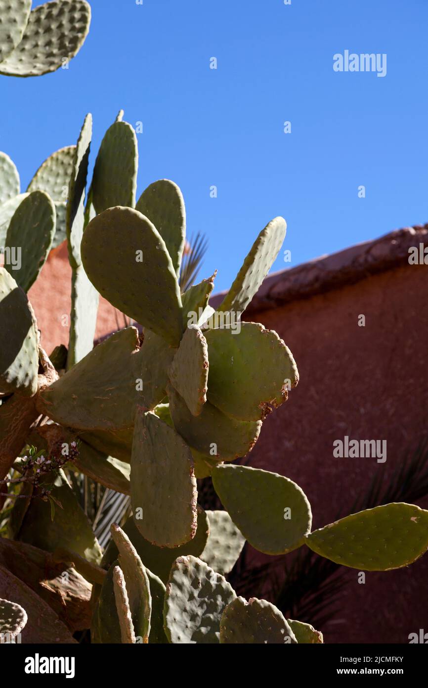 L'Opuntia, communément appelé cactus de poire ou de poire, est un genre de plantes à fleurs de la famille des Cactaceae Banque D'Images