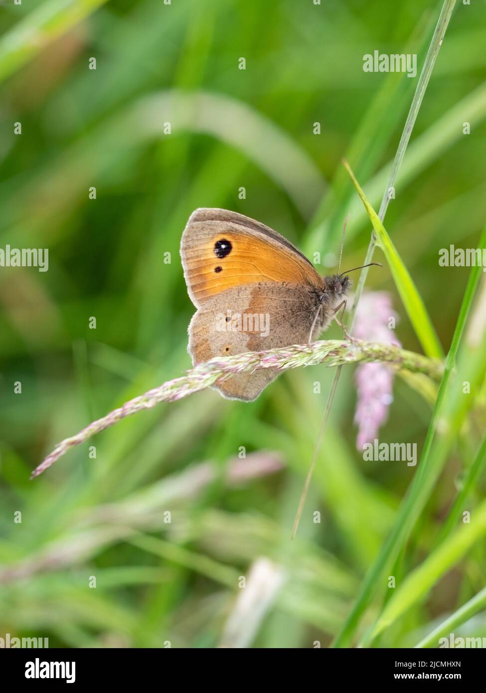 Photo sous-aile du papillon Maniola jurtina brun de Meadow sur l'herbe. Banque D'Images