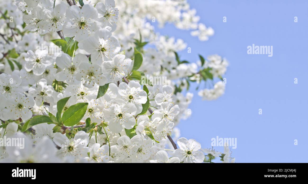 Fond bleu ciel et fleurs blanches Banque D'Images