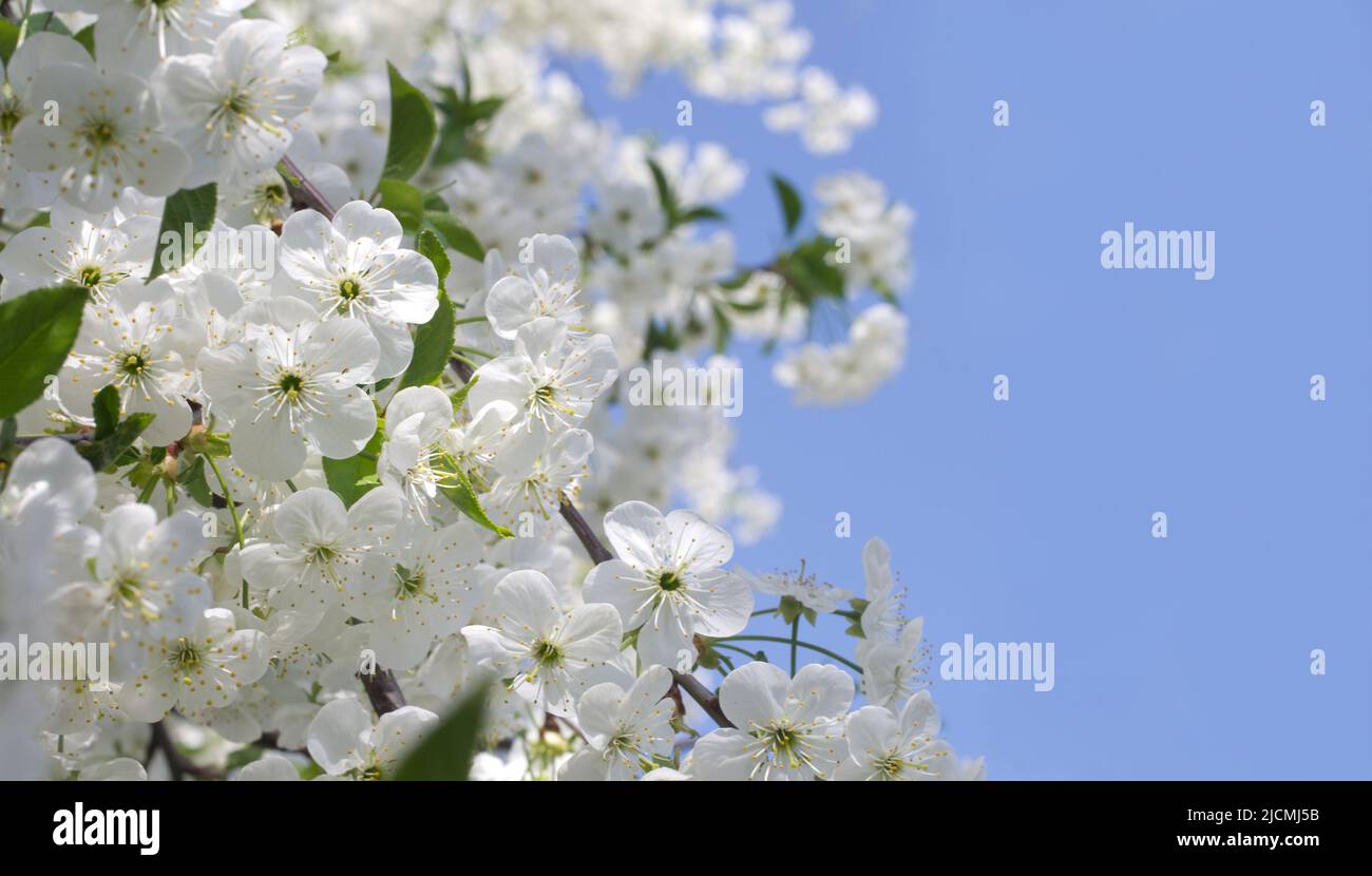Fond bleu ciel et fleurs blanches Banque D'Images