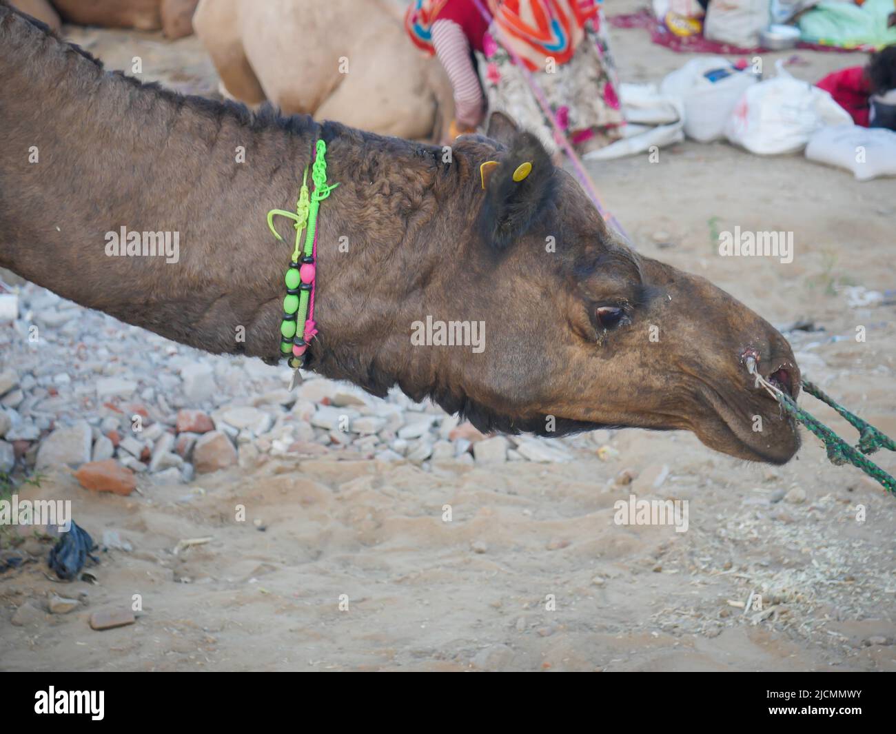 Camel face gros plan. Camel est un animal à col long Banque D'Images