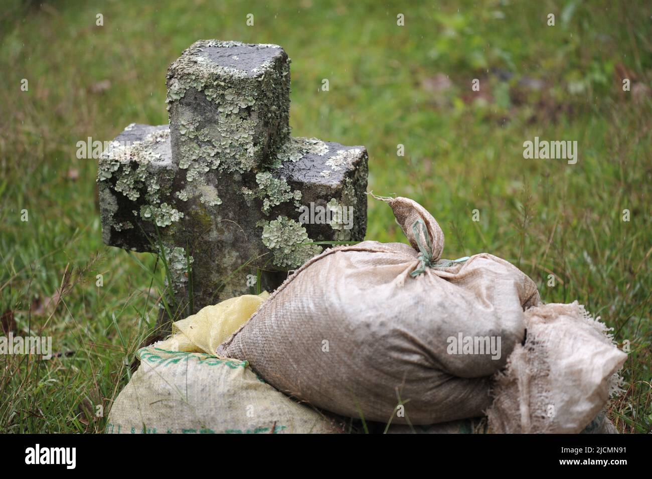 Province de montagne, Philippines : Croix de pierre dans le cimetière de Clavary Hill, Sagada recouvert de champignons communs de lichen de greenshield (flavopharmelia caperata). Banque D'Images