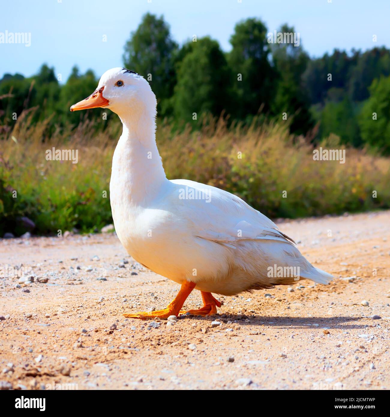 Un canard blanc avec un bec orange et des yeux bleus marchant sur la route Banque D'Images