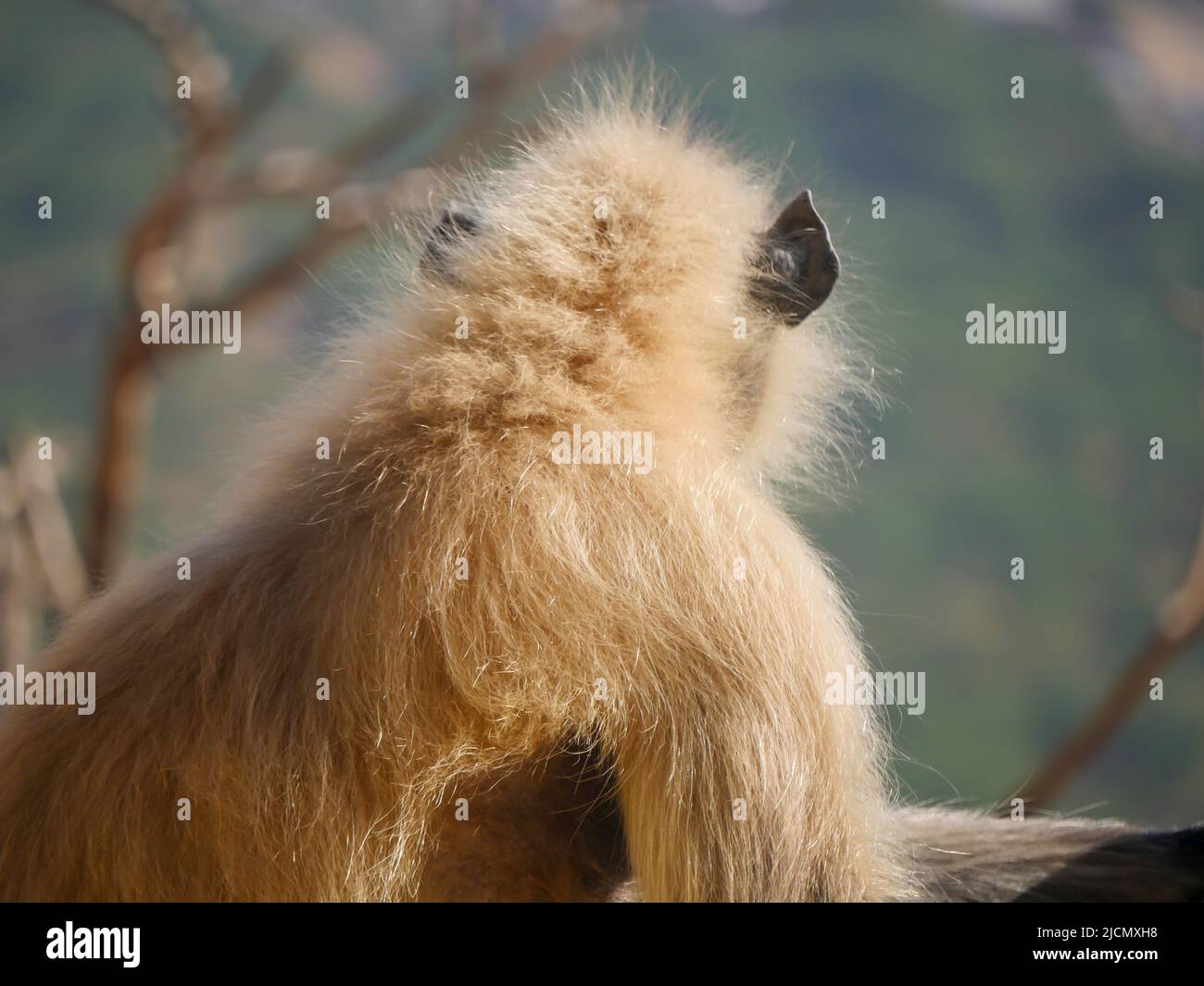 Singe langur gris également connu sous le nom de langurs hanuman relaxant et regardant les gens Banque D'Images