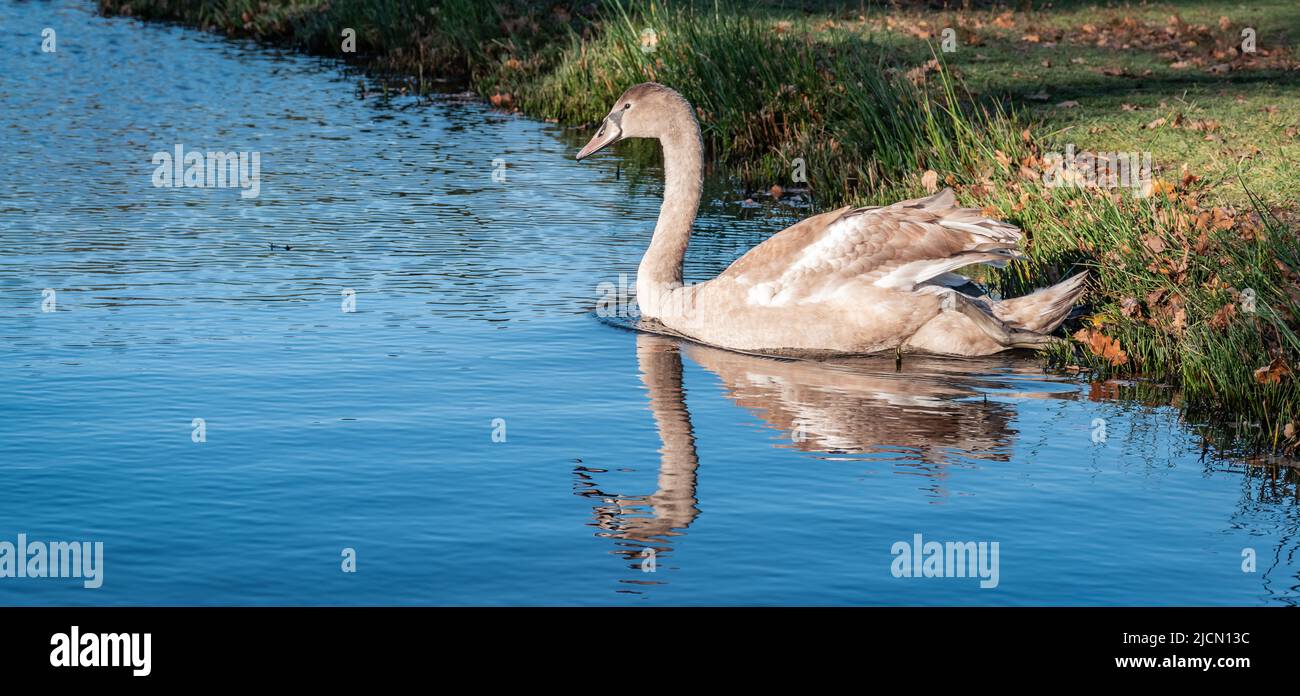 Cygne brun muet sur le lac, réfléchissant dans l'eau. Banque D'Images