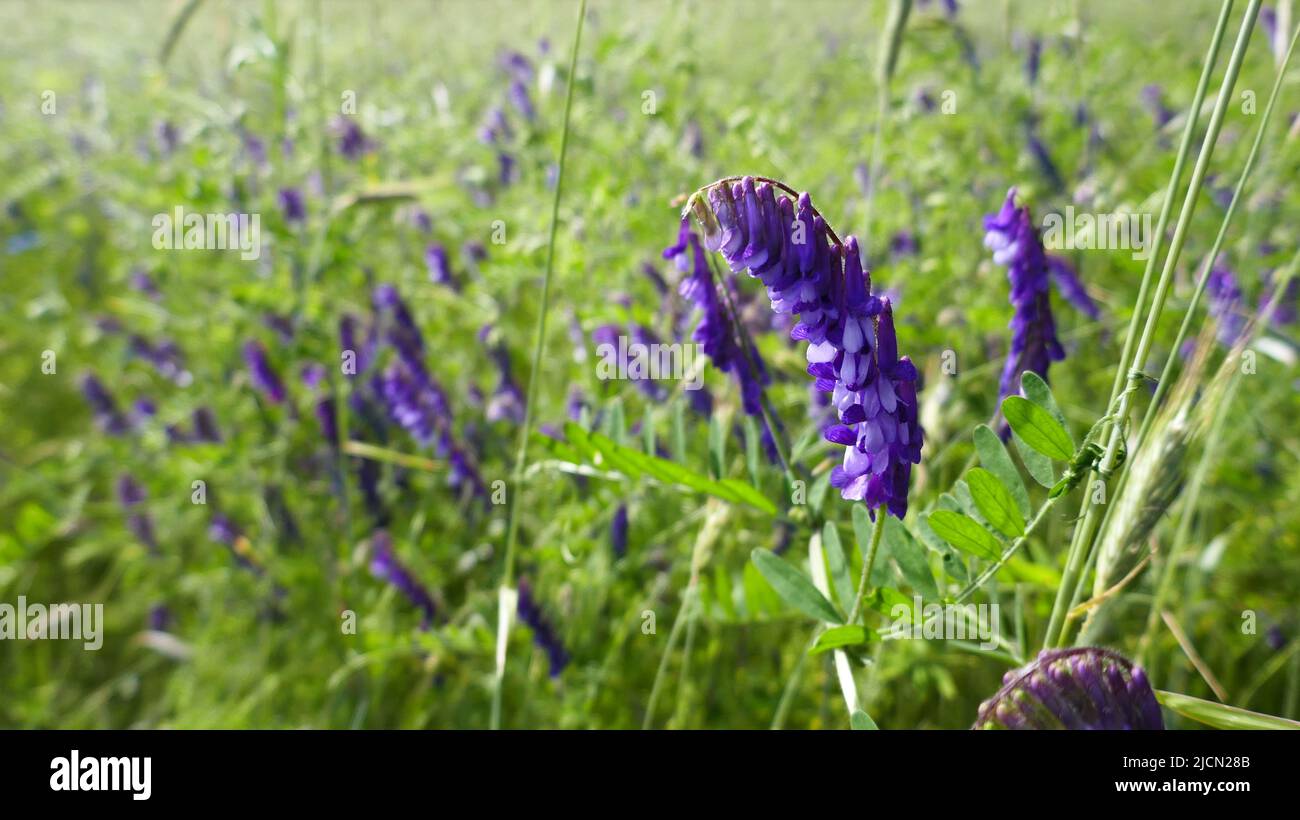 Vicia craca (vesce touffeté, vesce de vache, vesce d'oiseau, vesce bleue, vesce boréale) dans un champ. Il est semé avec un grain. Banque D'Images