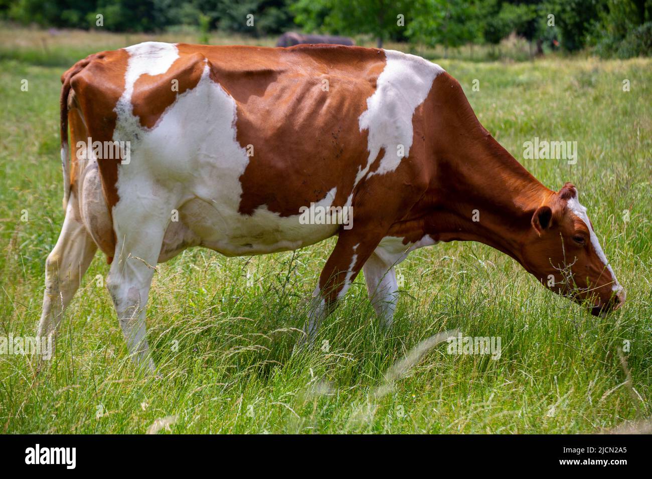 Vaches laitières (Simmental) en pâturage dans la région du Palatinat, en Allemagne Banque D'Images