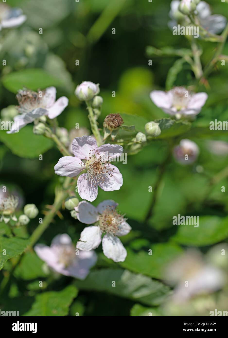 Mûres fleuries, Rubus sectio Rubus Banque D'Images