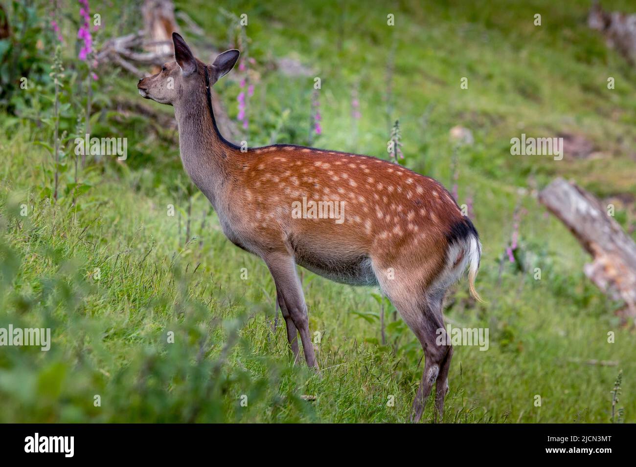 Ce cerf en jachère broutage sur un pré vert. Sa fourrure brun rougeâtre est un beau contraste avec l'herbe verte luxuriante. Il porte son manteau d'été à pois Banque D'Images