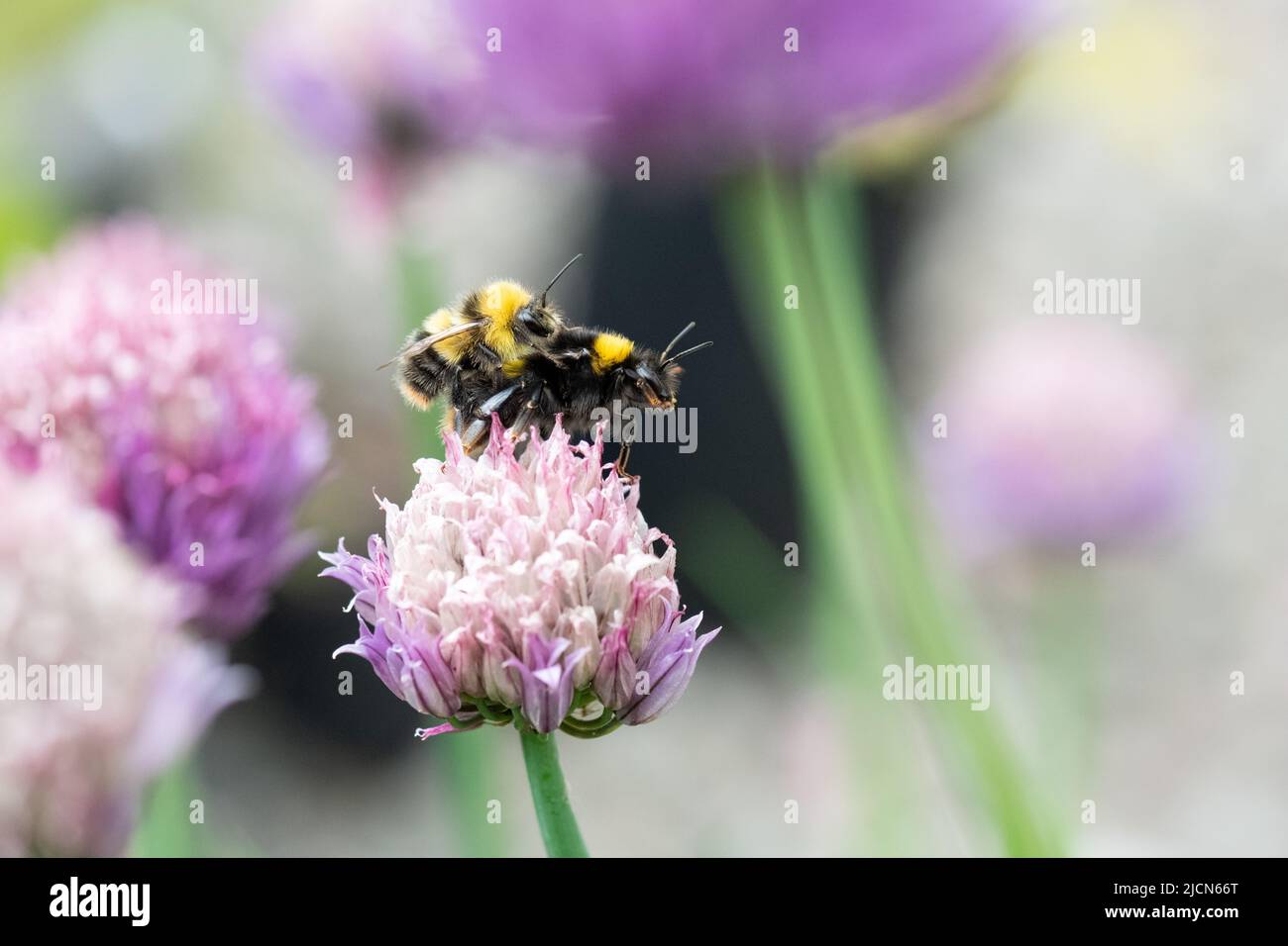 Accouplement des bourdons - bombus partorum (bourdons précoces) accouplement sur la fleur de la ruche - Royaume-Uni Banque D'Images