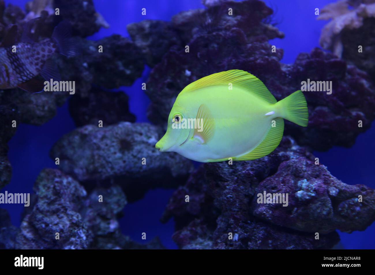 Le tang jaune Zebrasoma flavescens est une espèce de poissons d'eau salée de la famille des Acanthuridae. C'est l'un des poissons d'aquarium marins les plus populaires. Photo de haute qualité Banque D'Images