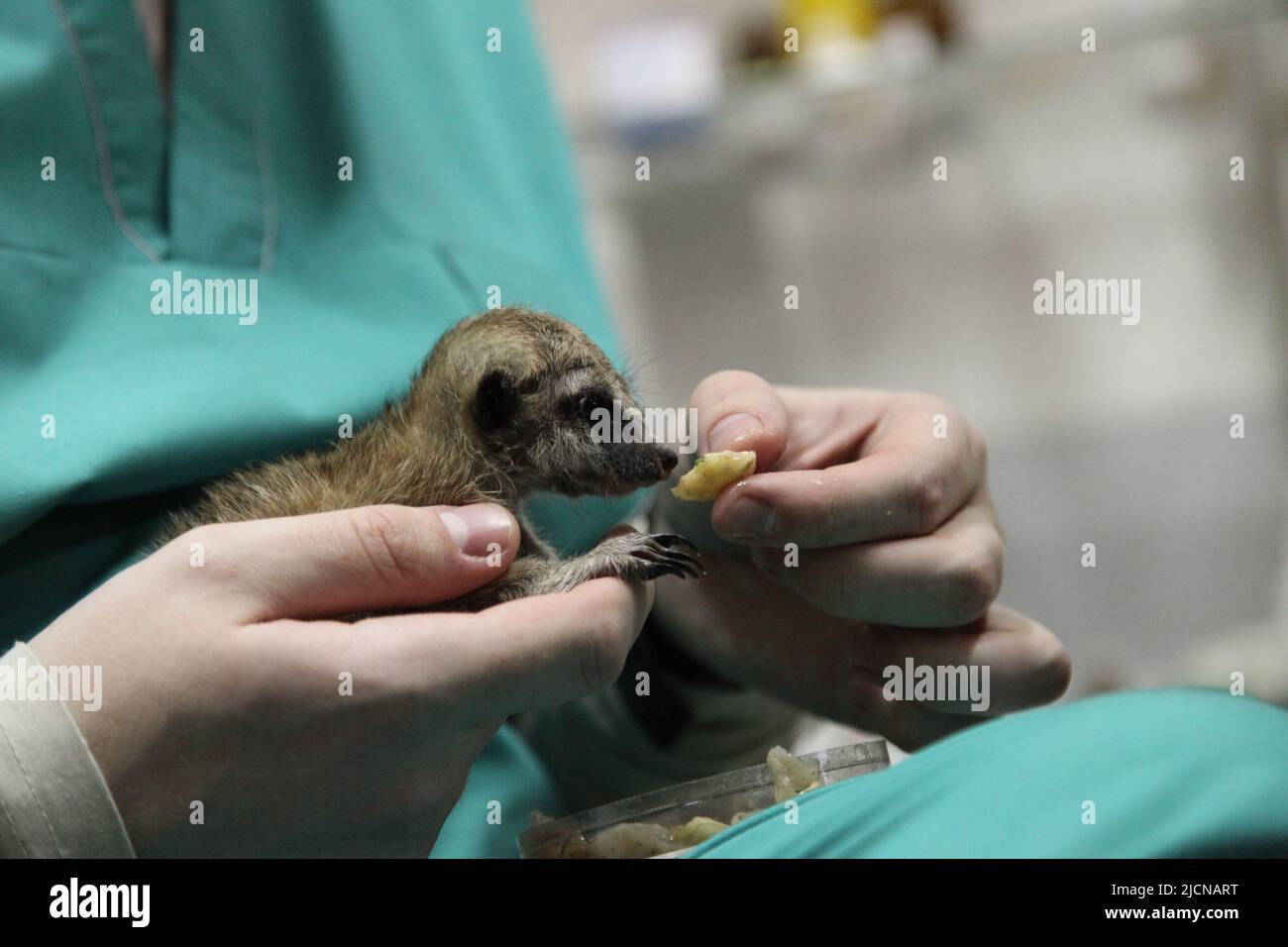 Un vétérinaire nourrit un bébé meerkat, que la mère a refusé. Gros plan de l'alimentation manuelle. Photo de haute qualité Banque D'Images