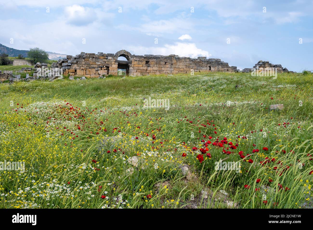 Fleurs sauvages sur les ruines de l'ancienne Hiérapolis. Pamukkale, Türkiye. Banque D'Images