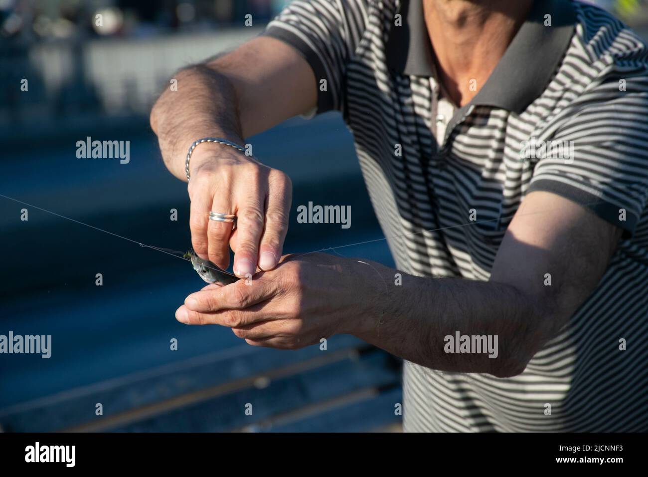 Pêche au maquereau fraîchement pêché sur un crochet sur la main d'un homme, vue latérale. Banque D'Images