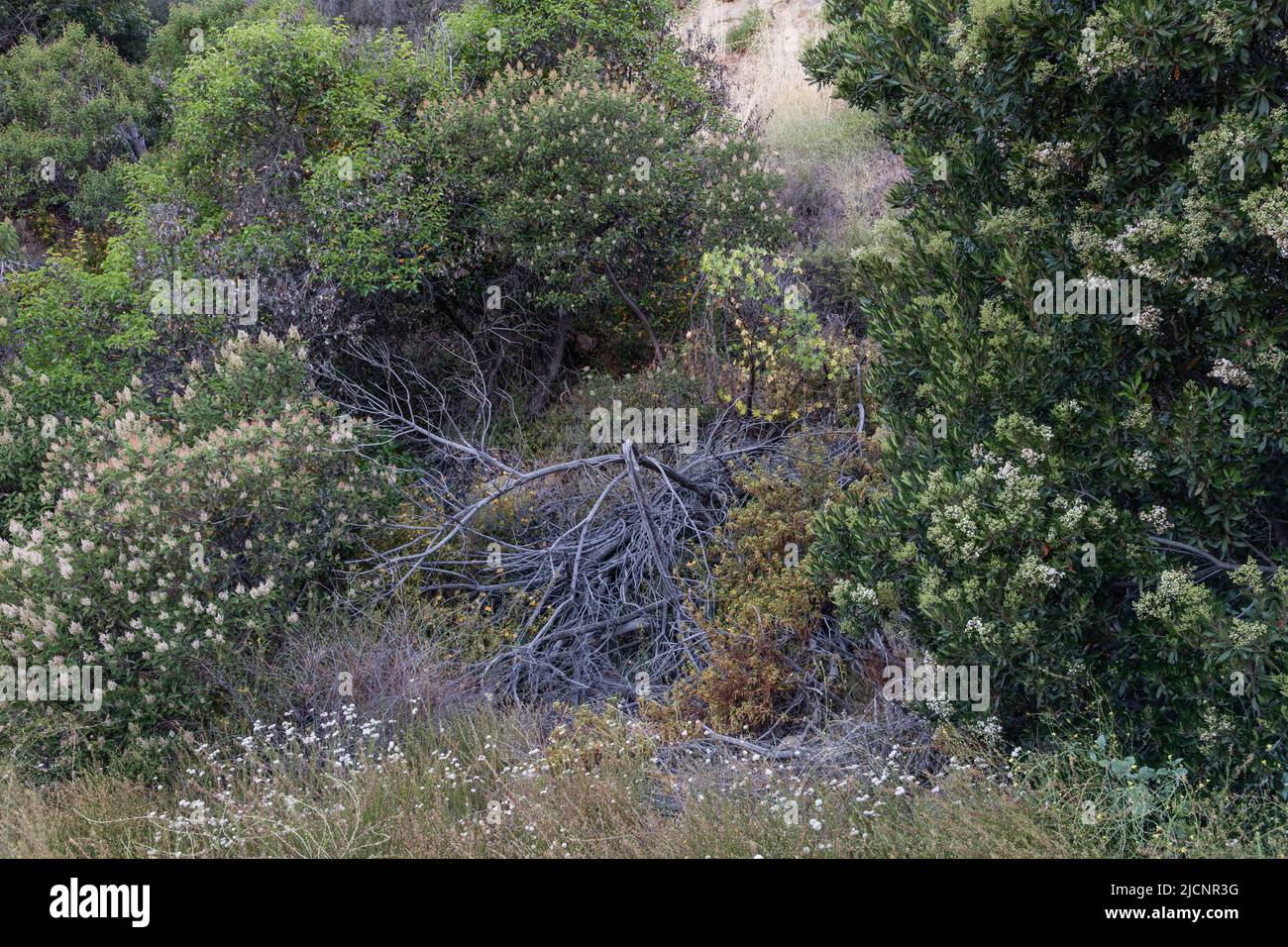 vue panoramique le long du sentier de Mulholland avec l'arbre mort au milieu, Los Angeles, Californie Banque D'Images