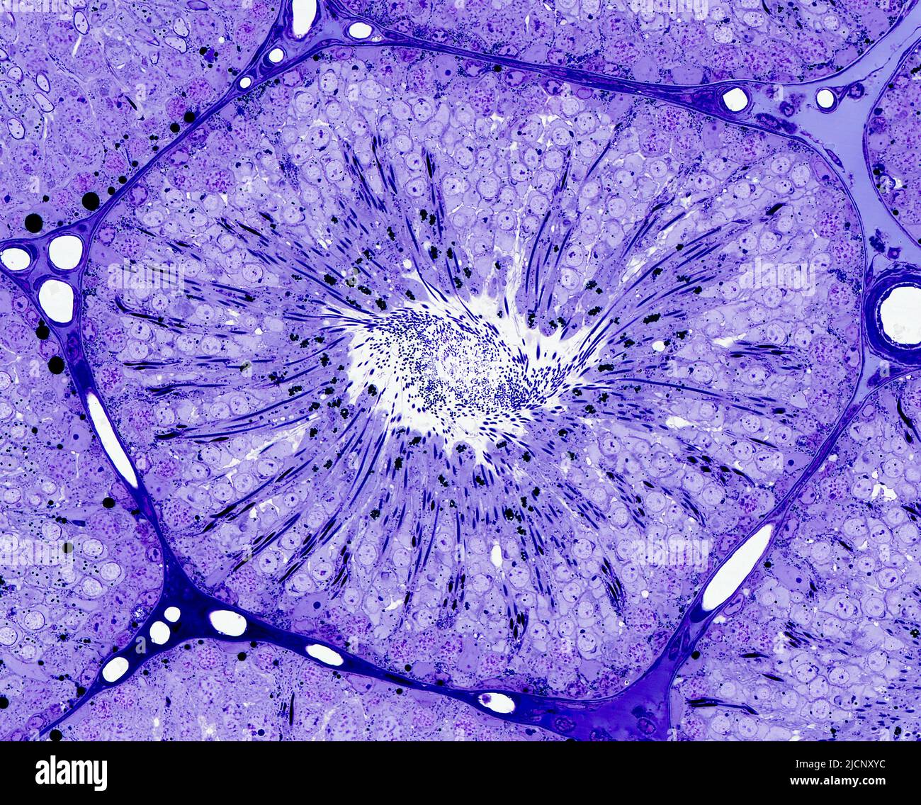 Micrographe léger d'un tube séminifère en coupe transversale contenant  l'épithélium séminifère montrant le processus de spermatogenèse. Les  spermatides allongées forment des colonnes disposées radialement entre  lesquelles sont les générations ...