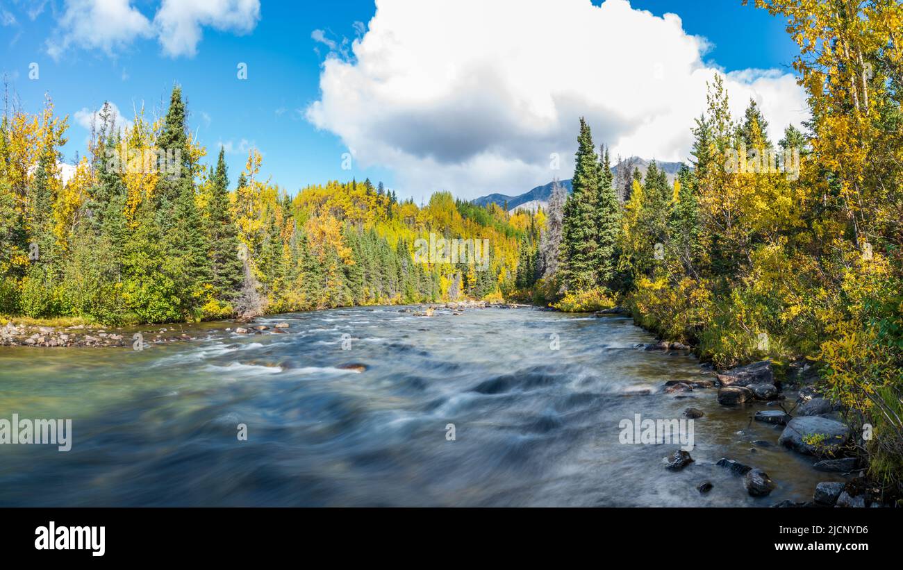 Vue imprenable sur la forêt boréale dans le nord du Canada à l'automne, avec des couleurs dorées couvrant le paysage entourant la rivière. Banque D'Images