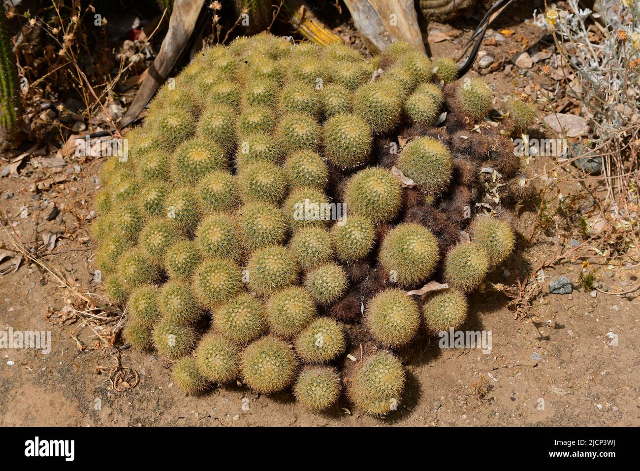 Kugelkakteen - cactus de tonneau Banque D'Images