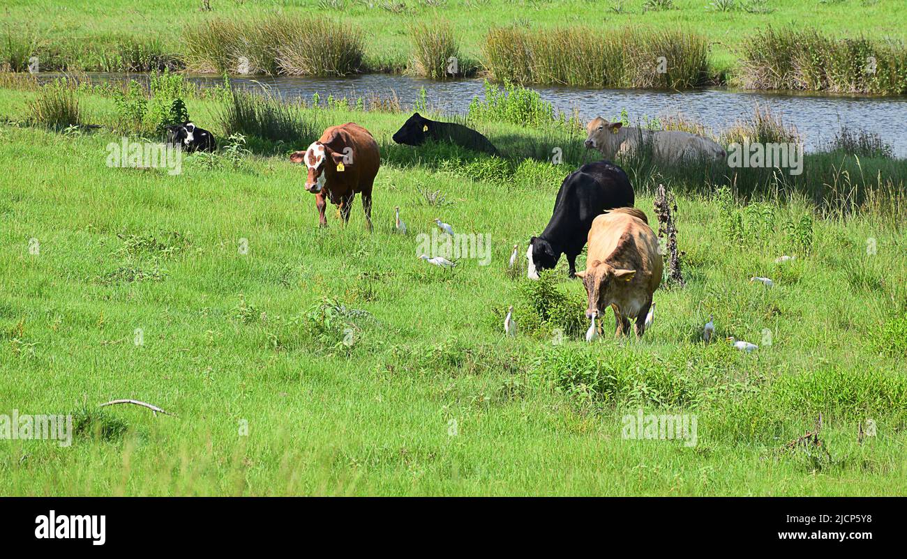 Vaches qui broutage dans un champ est du Texas, les oiseaux de vache parmi eux dans l'herbe Banque D'Images