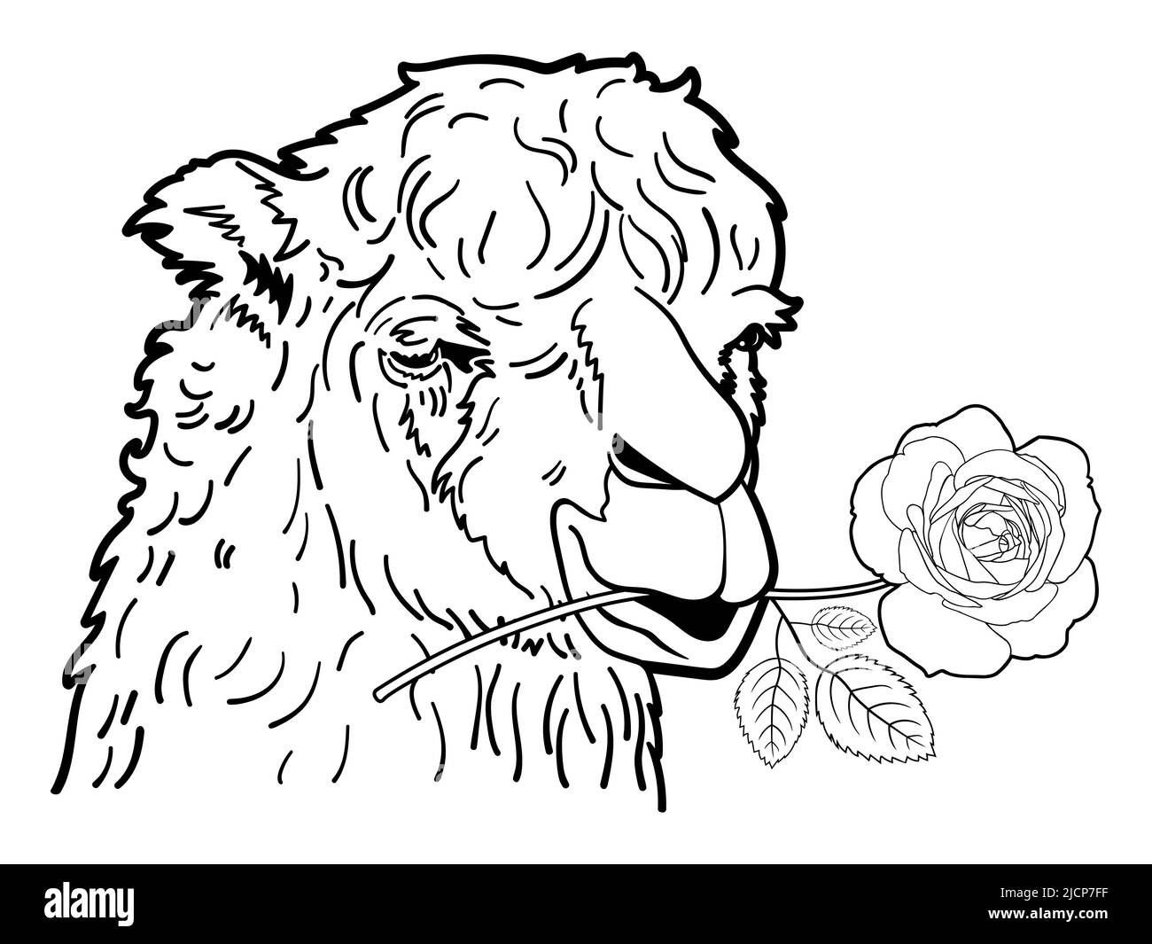 Dessin d'alpaga portrait avec rose, concept pour l'amour, illustration vectorielle. Illustration de Vecteur