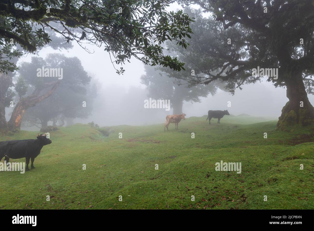 MistyMorning avec des vaches nourrissant et des arbres de la forêt Laurisilva Banque D'Images