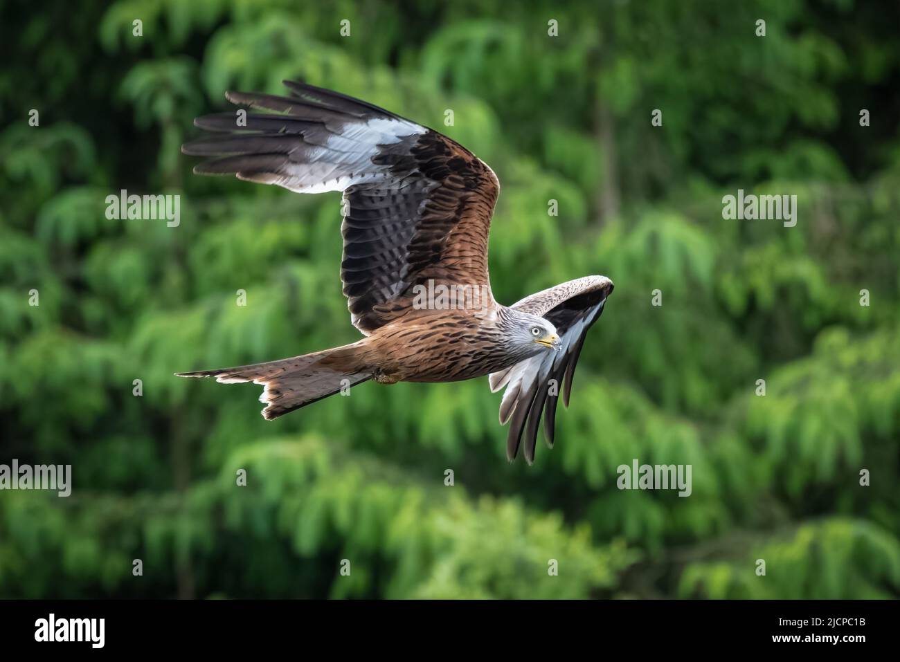 Un cerf-volant rouge, Milvus milvus, qui vole de gauche à droite. Ses ailes sont éparpillées et prises contre le feuillage vert hors foyer. C'est un oiseau de proie dans le TH Banque D'Images