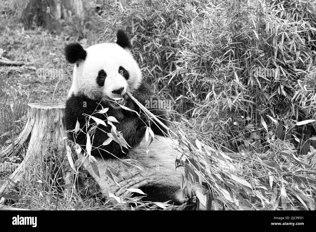 grand panda en noir et blanc, assis mangeant du bambou. Espèces en voie de disparition. Un mammifère noir et blanc qui ressemble à un ours en peluche. Photo profonde d'un bea rare Banque D'Images