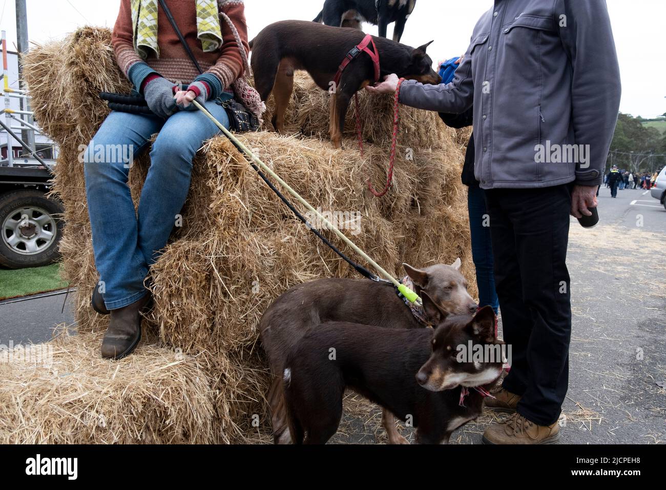 Les chiens Kelpie attendent avec leurs propriétaires le début des courses canines au Kelpie Muster à Caserton, Victoria, Australie Banque D'Images