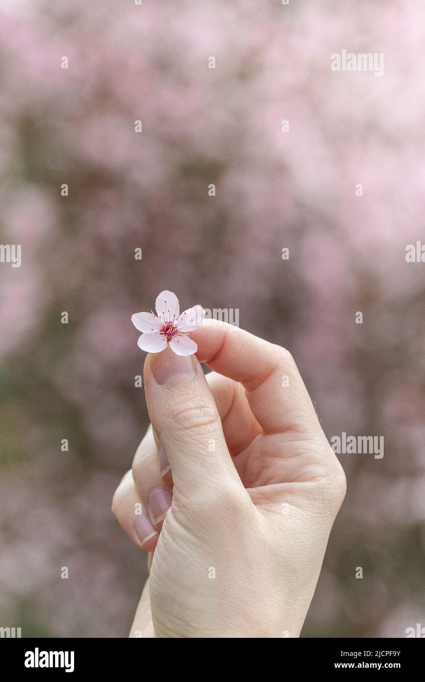 Une femme tenant une fleur de cerisier rose à l'extérieur Banque D'Images