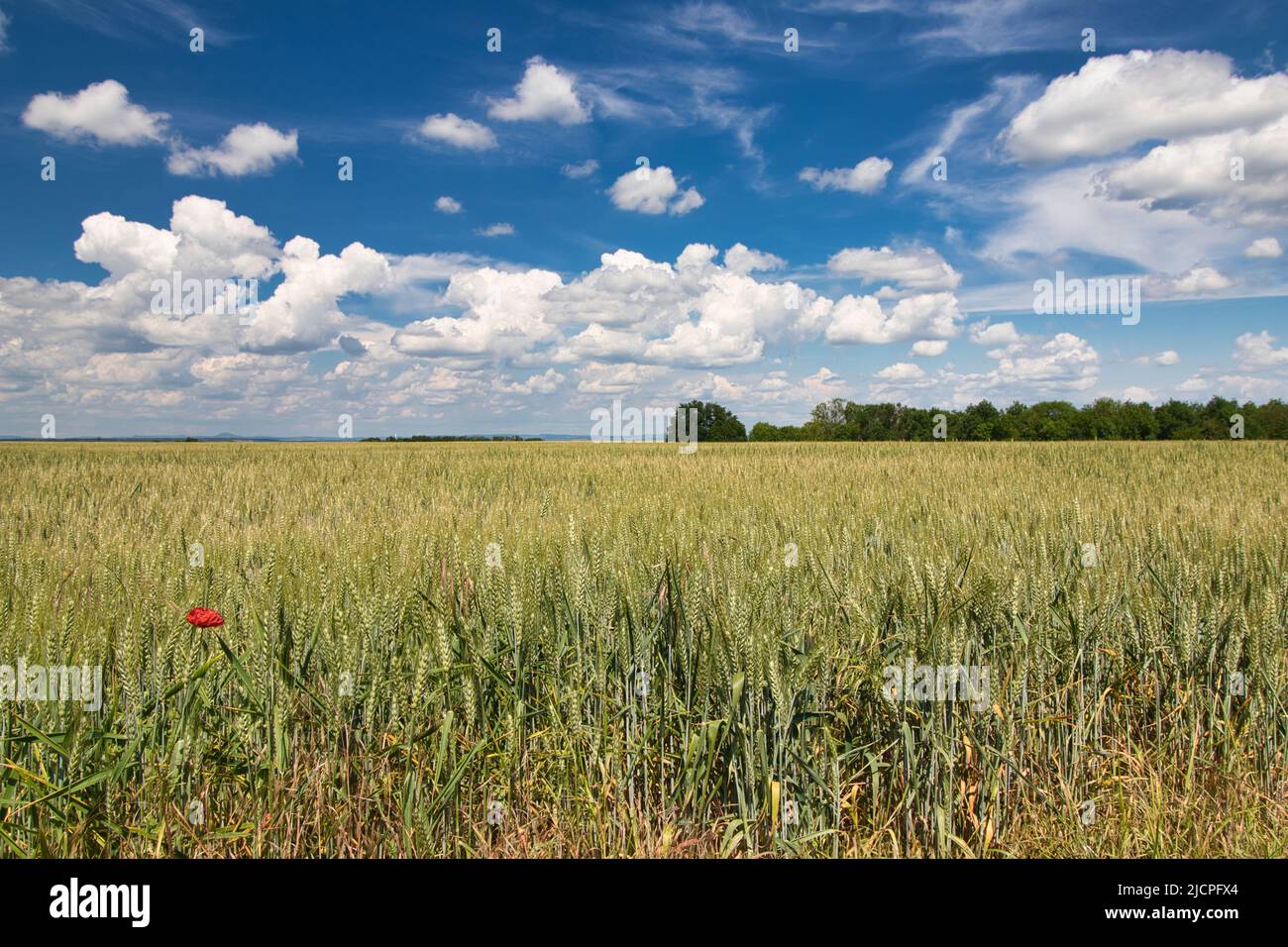Un champ de grain, arbre en arrière-plan au printemps ensoleillé jour. Banque D'Images Un champ de grain, arbre en arrière-plan au printemps ensoleillé jour. Banque D'Images