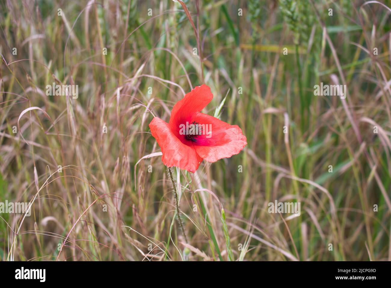 Une fleur rouge coquelicot dans la vue détaillée. Banque D'Images Une fleur rouge coquelicot dans la vue détaillée. Banque D'Images
