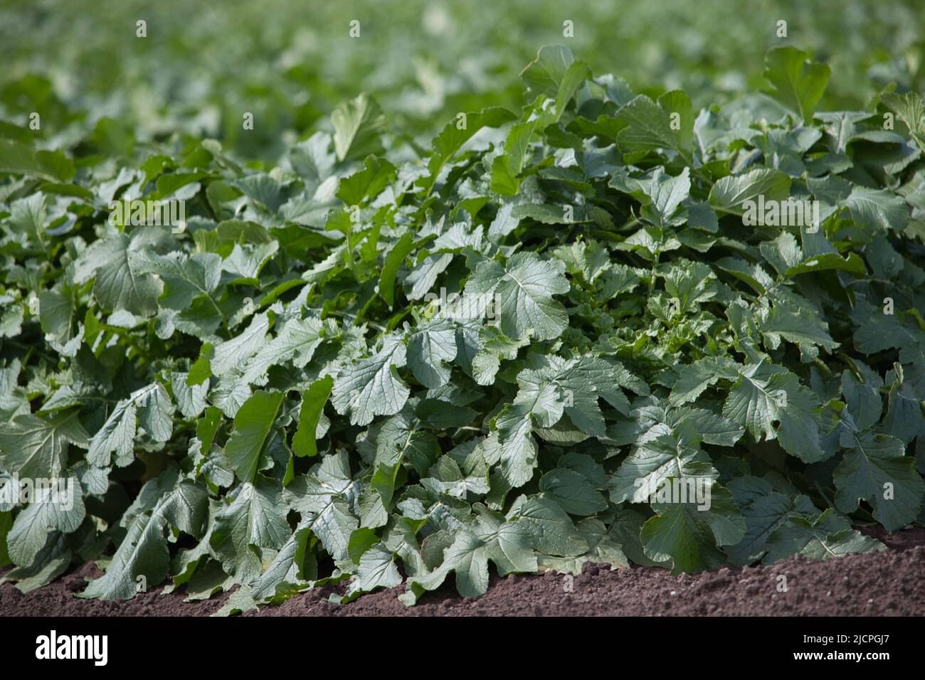 Gros plan des feuilles de radis vert du daikon dans un champ Banque D'Images