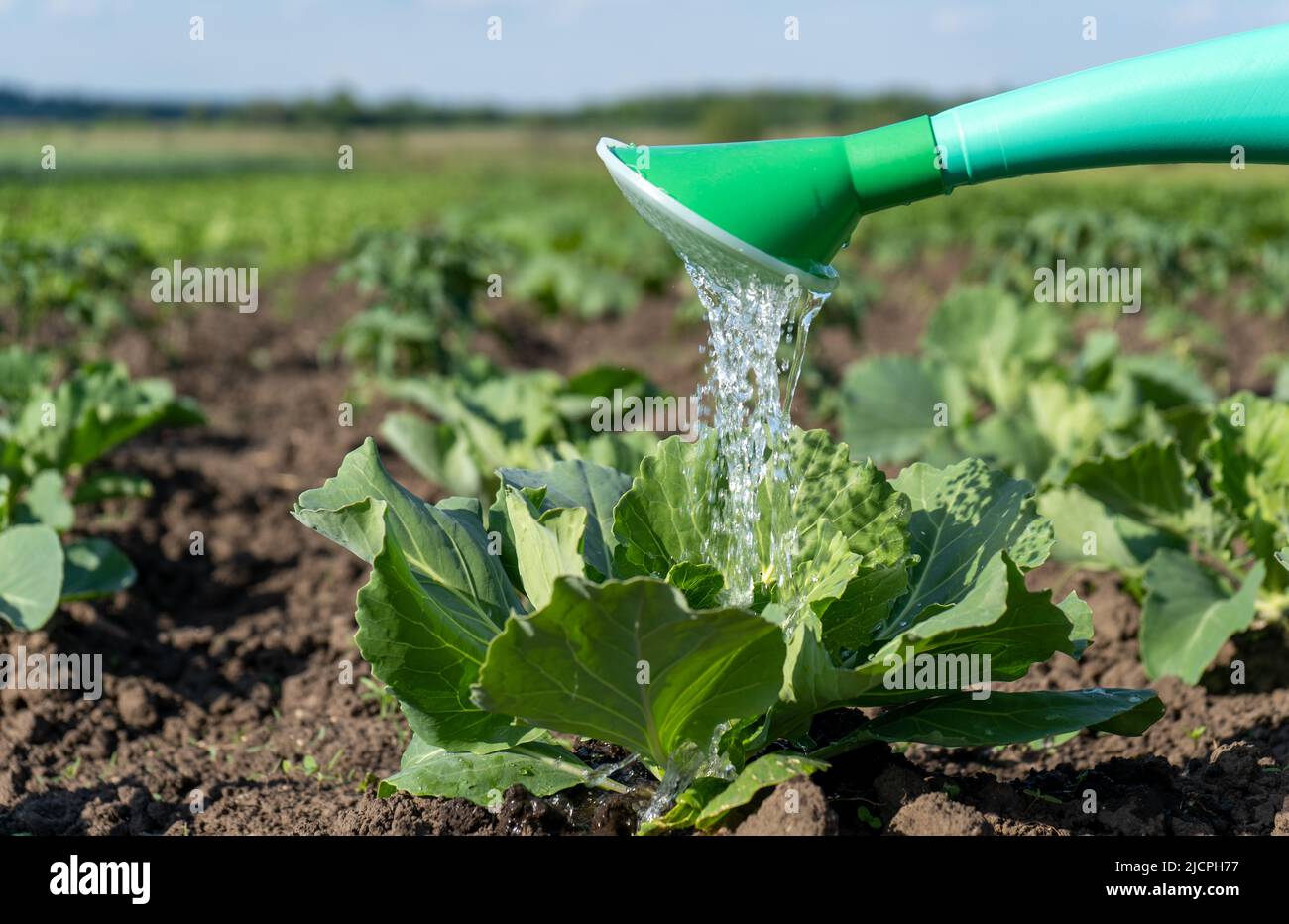 Irrigation, arrosage avec arrosage de jardin de plantules de chou en champ ouvert, soin des plantes, le concept d'un produit respectueux de l'environnement. Banque D'Images