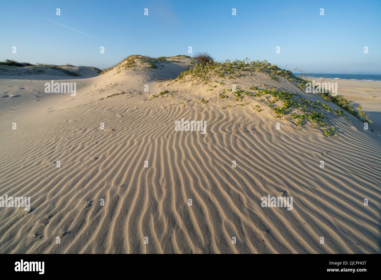 Gulf Croton et plage matin gloire ou chemin de fer vigne poussant sur les foredunes sur South Padre Island, Texas. Banque D'Images