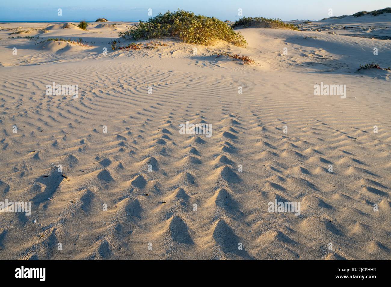 Ondulations sur les foredunes de South Padre Island, Texas. Banque D'Images