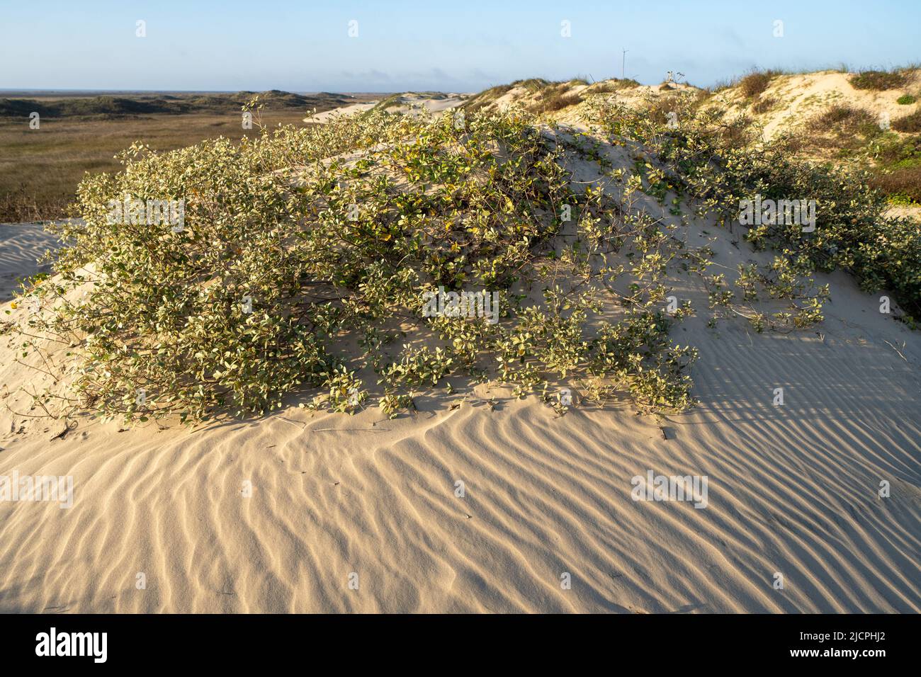 Gulf Croton, Croton punctatus, également appelé thé de plage, croissant sur les foredunes de South Padre Island, Texas. Banque D'Images
